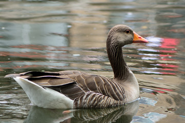Greylag goose (Anser anser) swimming. Ancestor of the domestic goose in the family Anatidae, on water 