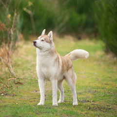 Husky, portrait