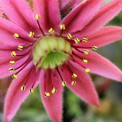Sempervivum flower