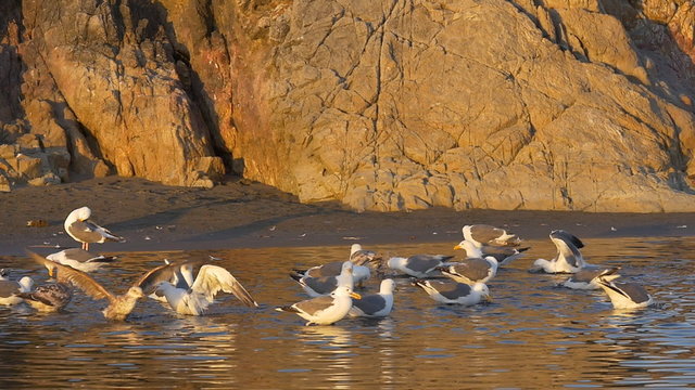 Pan of Western Gulls colony foraging near sunset, including 2 juveniles; slow motion (96 fps rendered at 24fps)