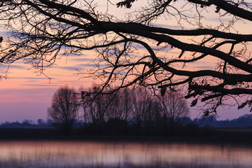 Sunset in the oak forest
