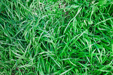 Obraz premium grass seen from above