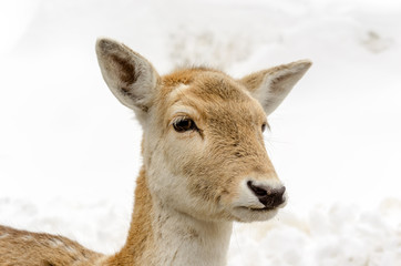 Head of a young female deer isolated over snow background