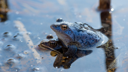 Moorfrosch (Rana arvalis) in blauer Färbung zur Paarungszeit