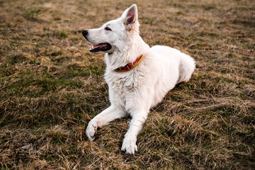 White Dog on meadow © bwhite.studio