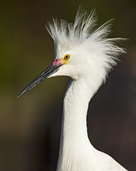 Closeup of a Snowy Egret in Breeding Plumage