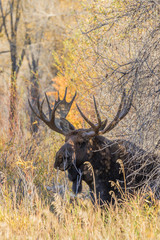 Naklejka na ściany i meble Bull Moose in Fall
