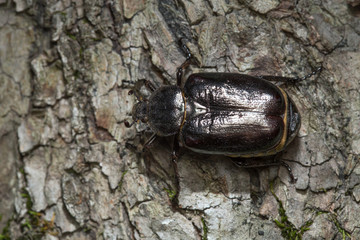 Hermit beetle, Osmoderma eremita on linden wood
