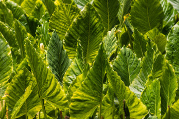 taro plant plantation