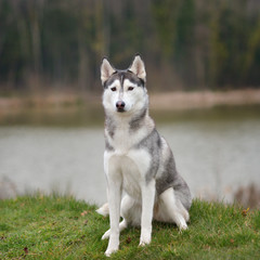 Husky, portrait