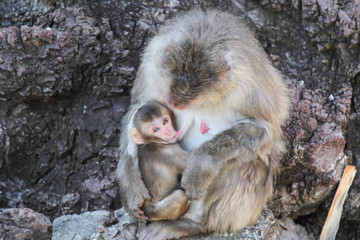 猿の親子