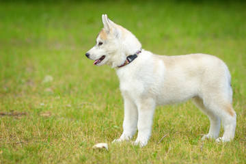 Husky puppy, portrait