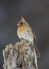 Female Northern Cardinal (Cardinalis cardinalis)