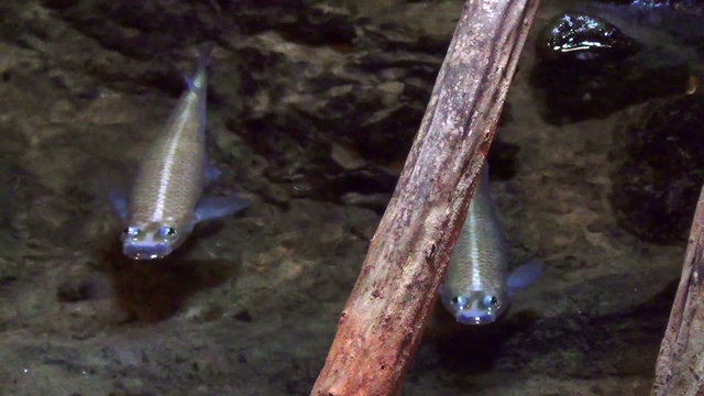 Largescale Four-Eyed Fish (Anableps Anableps)