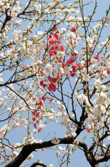 白とピンクの花