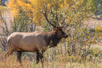 Naklejka na ściany i meble Bull Elk in Fall Rut