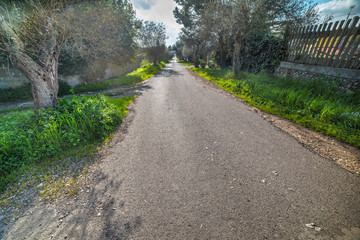 Fototapeta na wymiar country road in Sardinia