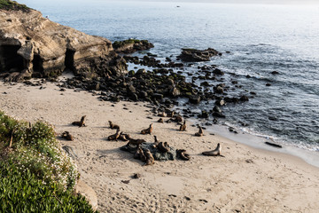 Fototapeta na wymiar Seals on the beach at La Jolla Cove in La Jolla, California. 