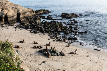 Fototapeta premium Seals on the beach in front of the ocean, rocks and cliffs at La Jolla Cove in La Jolla, California. 