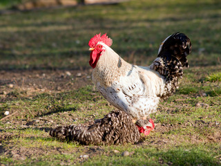 white cock