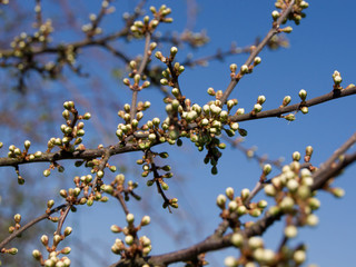 Blackthorn flower buds