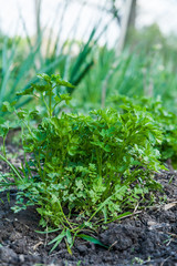 Parsley plants in the garden