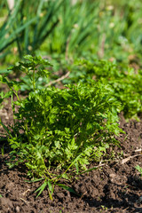 Parsley plants in the garden