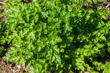 Parsley plants in the garden