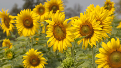 Sunflower Flower blossom in blossom