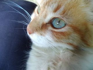 ojos