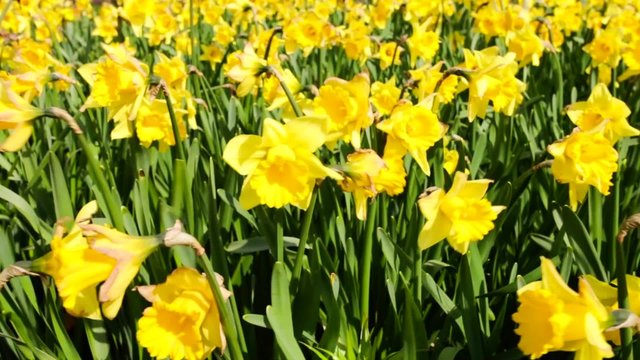Yellow daffodils blooming beet  Keukenhof Gardens springtime