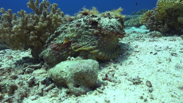 Stonefish on Vibrant Coral Reef