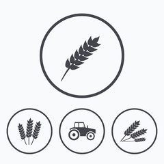 Agricultural icons. Wheat corn or Gluten free.