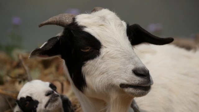 Goat looks at camera and chews grass