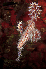 Ornate Ghost Pipefish