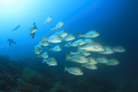 School of snappers fish