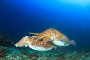 Pair Cuttlefish sex mating