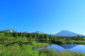 Obraz premium 新緑の睡蓮沼