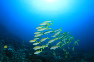 Fototapeta na wymiar School of fish on coral reef (Yellowfin Goatfish)