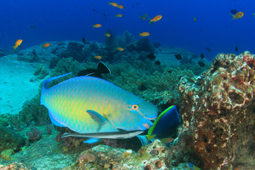 Naklejka na ściany i meble Parrotfish fish on underwater coral reef
