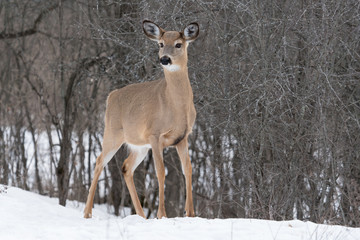 Naklejka na ściany i meble white tailed deer in winter