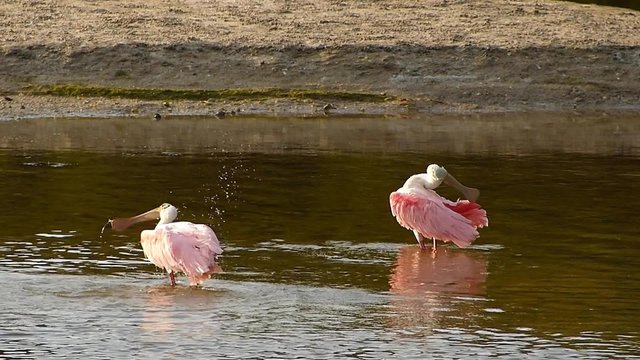 Roseate Spoonbills (Platea ajaja) bathing