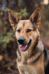 crossbred dog smart look