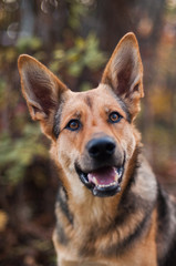 crossbred dog smart look