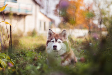 Pale Siberian husky at beautiful colored autumn garden