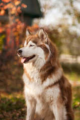 Pale Siberian husky at beautiful colored autumn garden