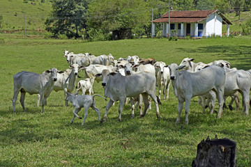 Fototapeta na wymiar cattle in pasture