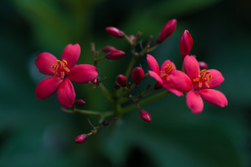 Red spicyJatropha flower.