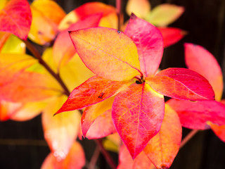 Red and yellow blueberry autumn leaves
