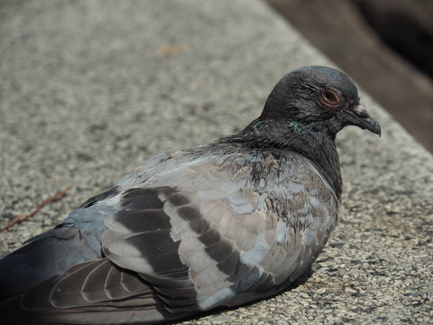 Portrait Of Pigeon On Ground